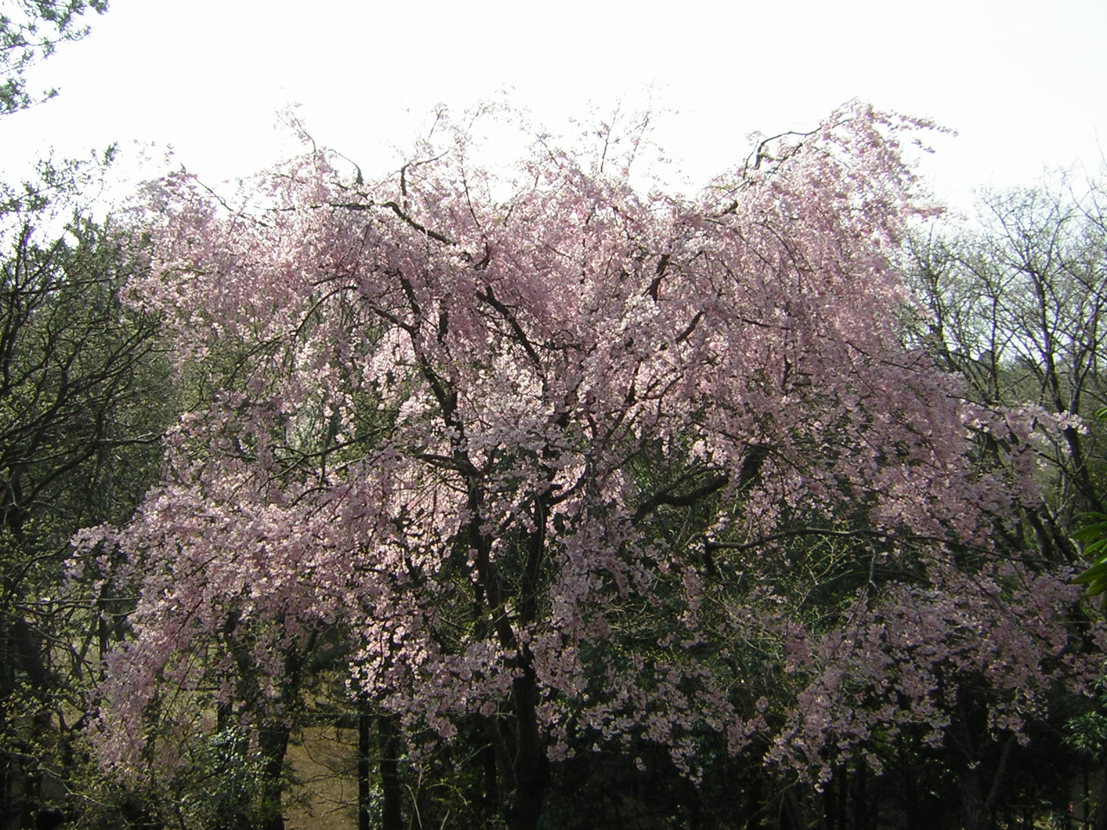 見事な桜